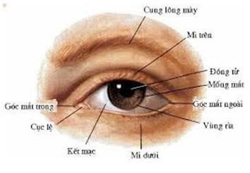 Tìm hiểu về cơ chế hoạt động và cấu tạo của mắt