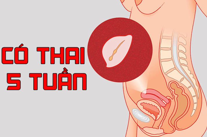 Chỉ số thai nhi theo tuần và những điều mẹ bầu nên biết