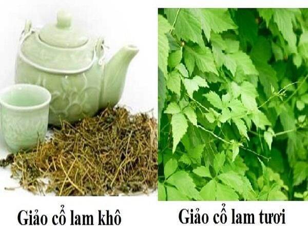 Giảo cổ lam có tác dụng gì? Lưu ý khi sử dụng giảo cổ lam